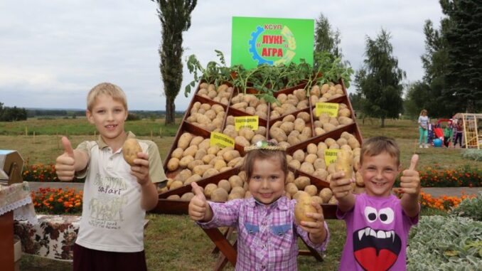 Цирин_картошка_картофельный_разгуляй008-800x445